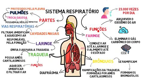 Sistema .